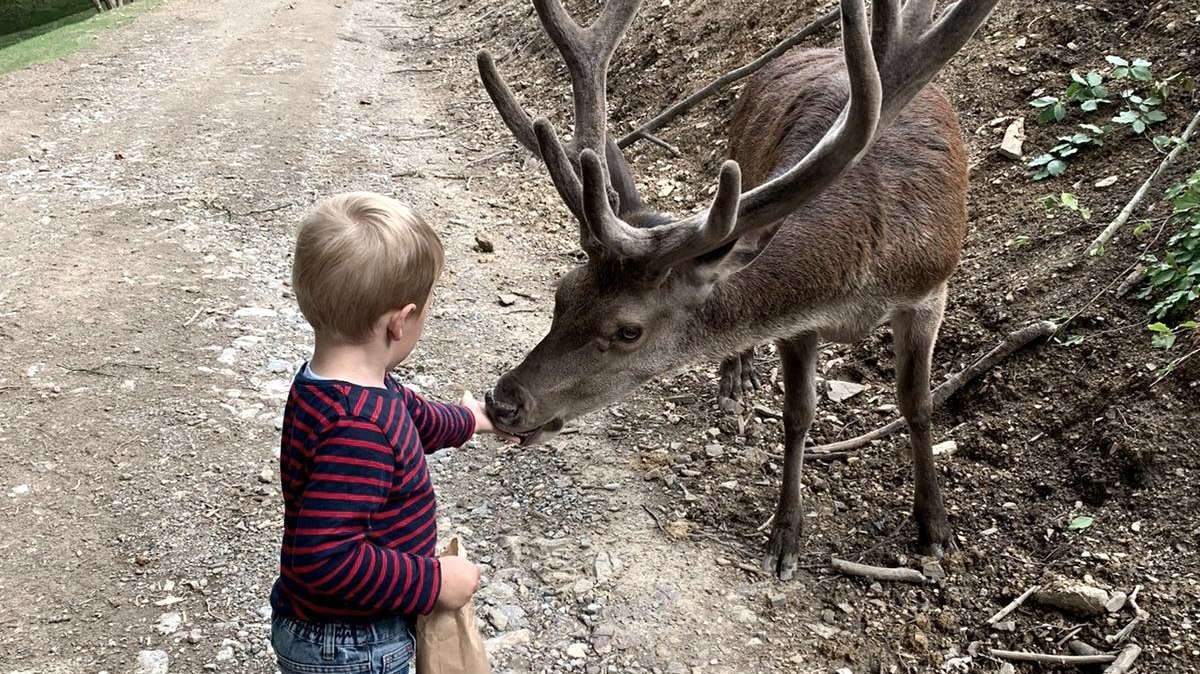 Tiere f&uuml;ttern im Freigehege, &copy; Wildpark Schmidt