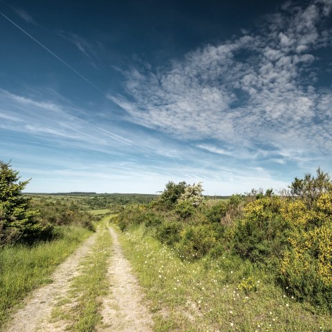 Gorse in bloom on the Dreiborn plateau, &copy; Stadt Schleiden, D. Ketz