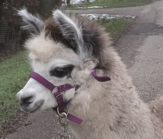 Alpaka Smokey, &copy; Anne Knein