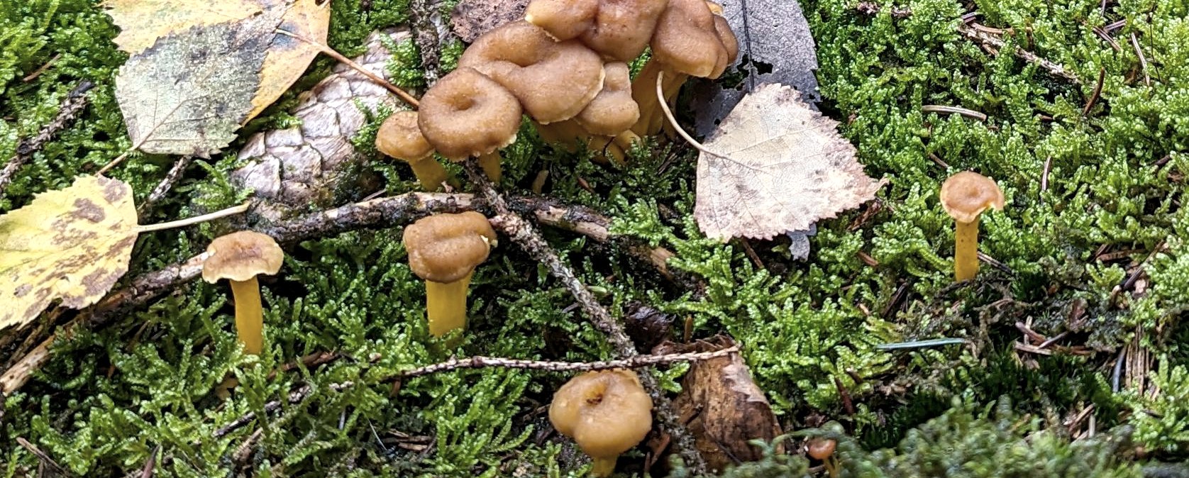 Pilze im Wald, © Sandra Noßmann