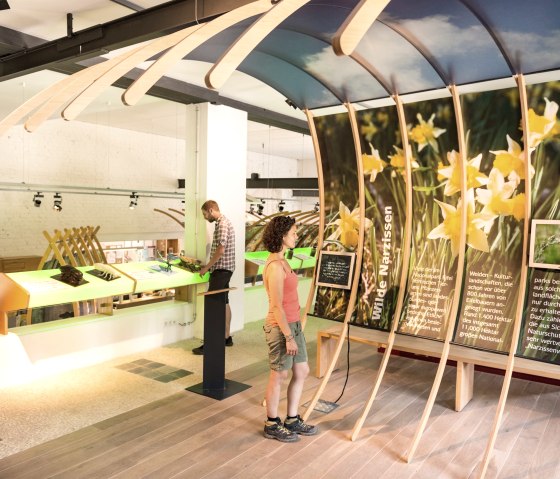 National Park Gate H&ouml;fen Daffodil information, &copy; Eifel Tourismus GmbH / D. Ketz