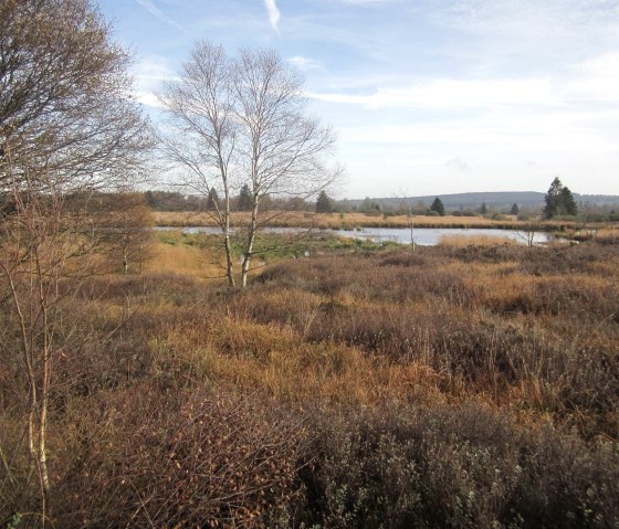 The Hoohe Venn in the fall