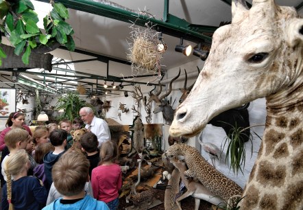 Giraffe, &copy; Bernd Stuhlmann