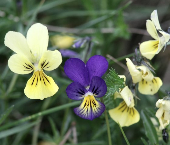 Galmei violets are a special feature on the copper route, © Stolberg-Touristik