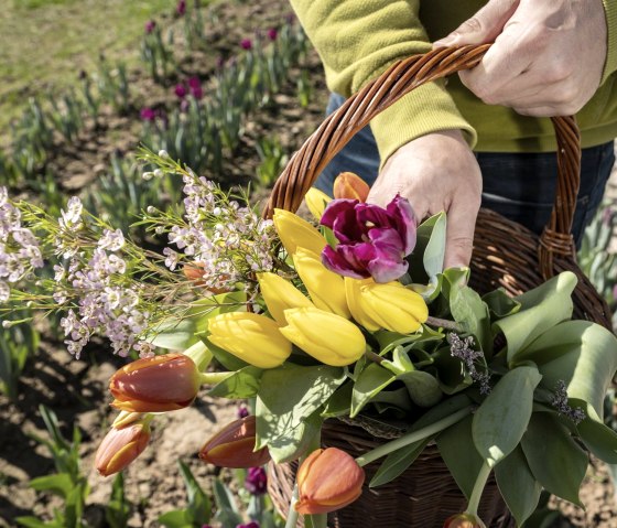 Tulpen pfl&uuml;cken, &copy; Kewelshof