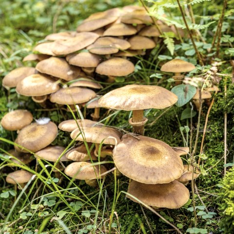Pilze im Wald, &copy; Eifel Tourismus GmbH - Dominik Ketz