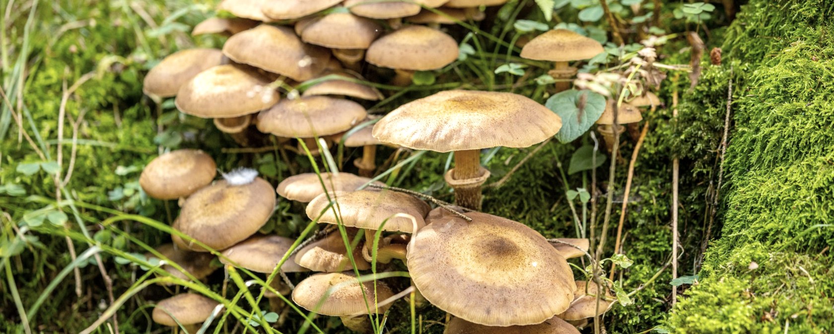 Pilze im Wald, &copy; Eifel Tourismus GmbH - Dominik Ketz