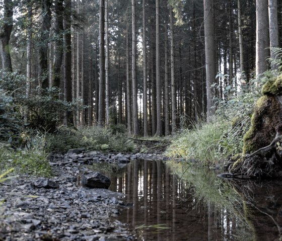 Ein ruhiger Wald mit einem kleinen Bach, umgeben von hohen B&auml;umen und &uuml;ppigem Gr&uuml;n. Sonnenlicht f&auml;llt durch die Baumkronen., &copy; Nordeifel Tourismus GmbH