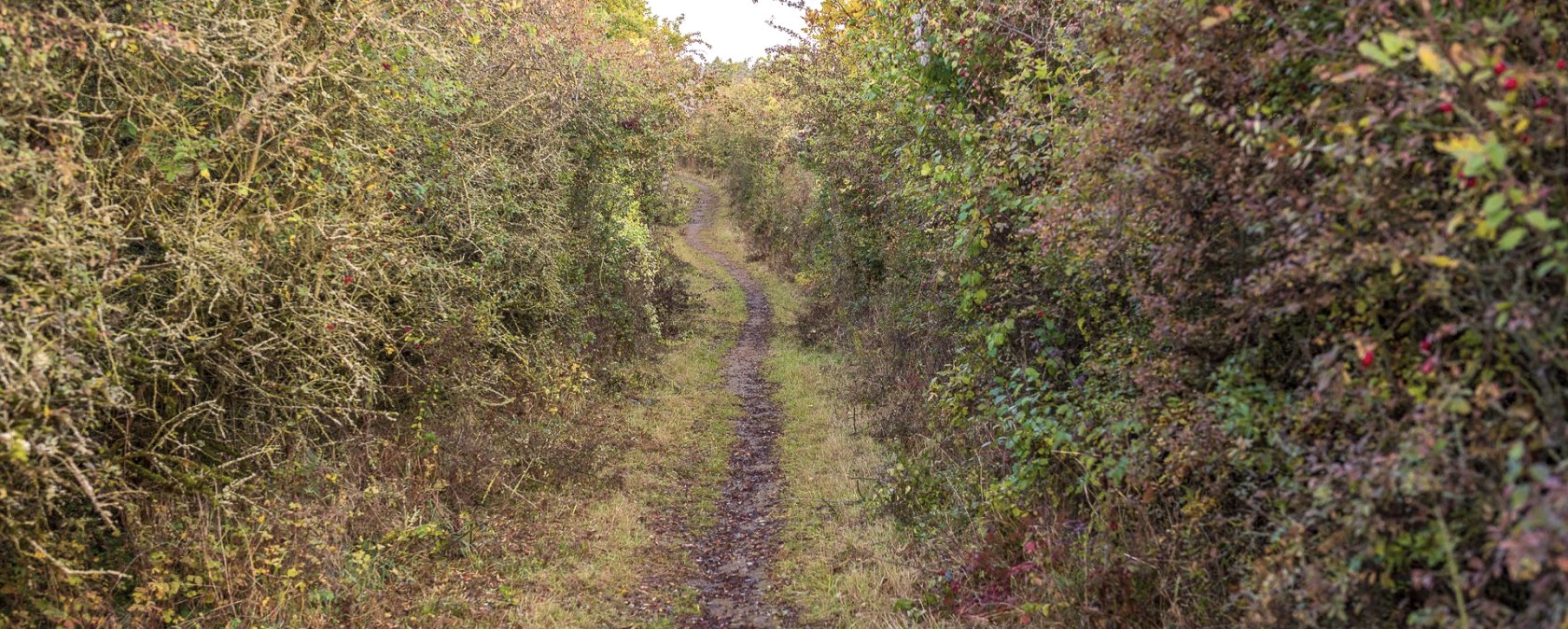 B&uuml;rvenicher Berg, &copy; Paul Meixner