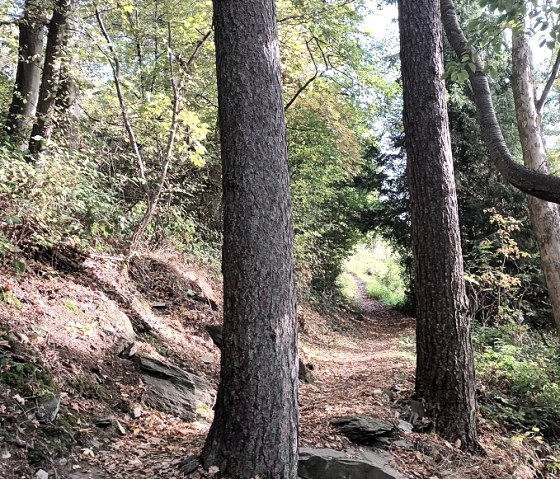 Wald, &copy; Rursee-Touristik GmbH