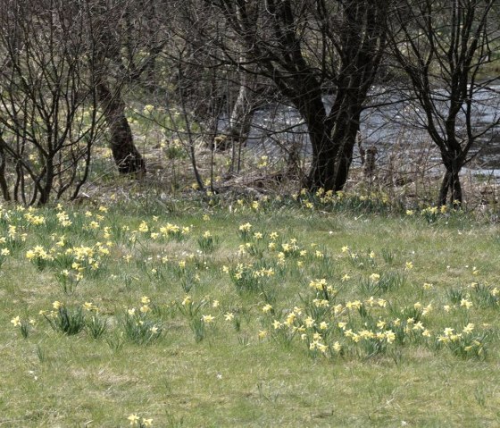 Daffodil meadows near H&ouml;fen