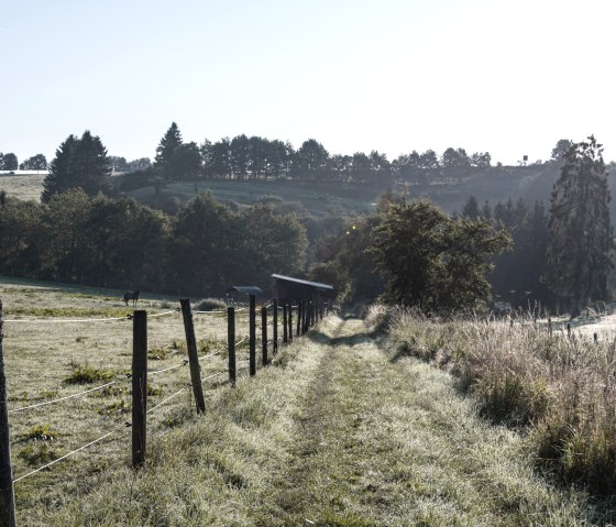 A narrow meadow path leads through a green landscape, surrounded by trees and fenced in with wooden posts. The sun shines through the clear sky., &copy; Nordeifel Tourismus GmbH
