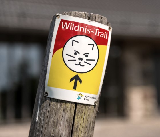 Wegmarkierung Wildnis-Trail im Nationalpark Eifel, &copy; Eifel Tourismus GmbH, D. Ketz