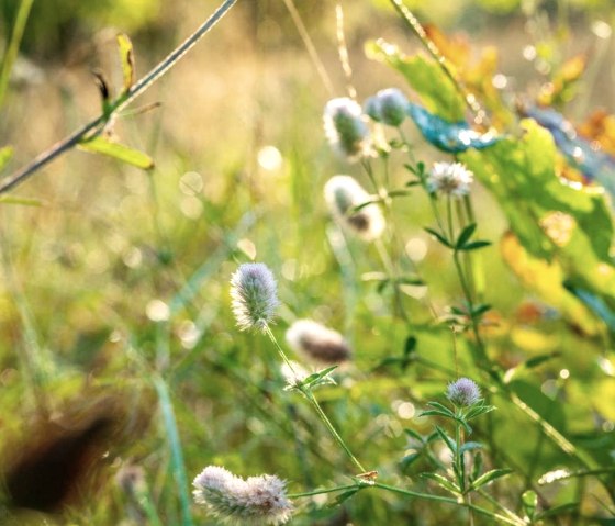 Un-Kr&auml;uter, &copy; Paul Meixner