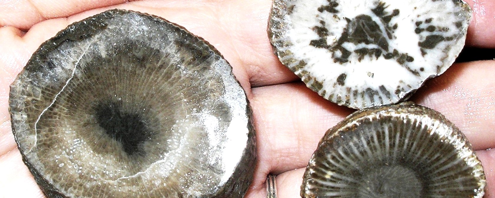 Fossilien, &copy; Eifelgemeinde Nettersheim