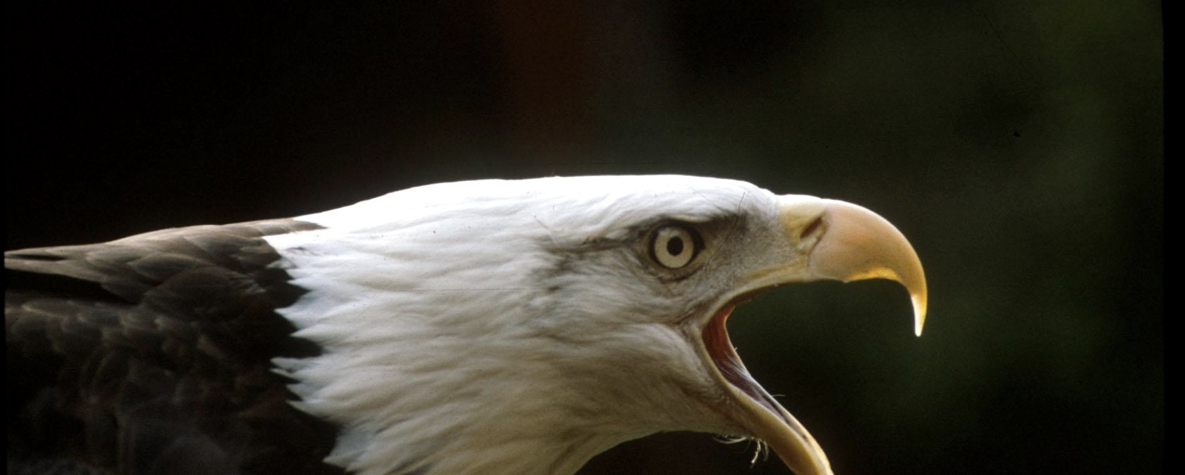 Greifvogelstation & Wildfreigehege Hellenthal, &copy; Greifvogelstation & Wildfreigehege Hellenthal