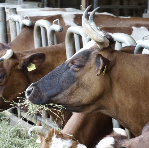 Bullenstall Haus Bollheim, © Hans von Hagenow