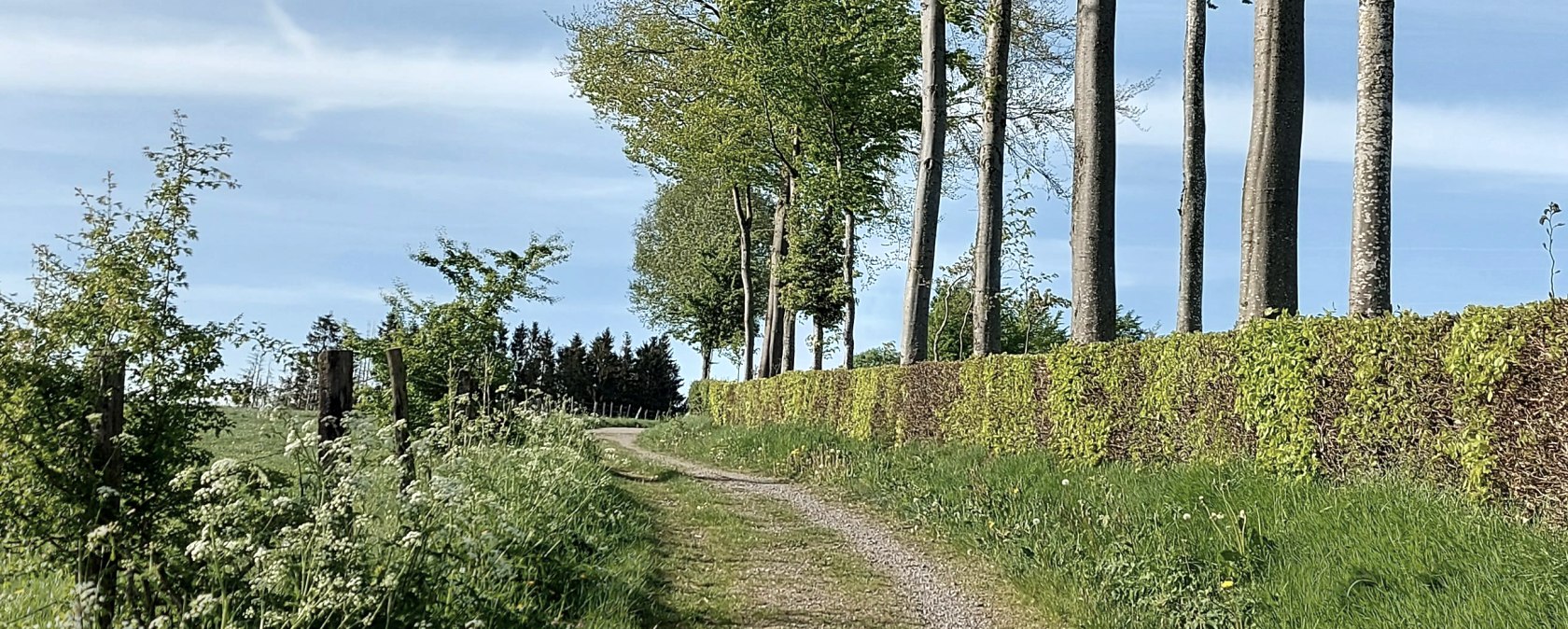 Buchenhecke Weg hellgr&uuml;n Konzen April-Mai (co) The