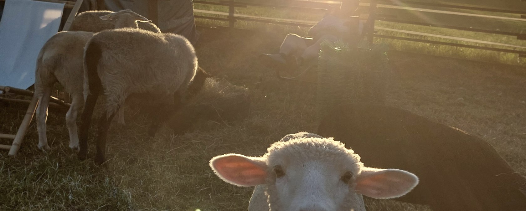 Schafe bei der roten 16, © Die-Rote-16