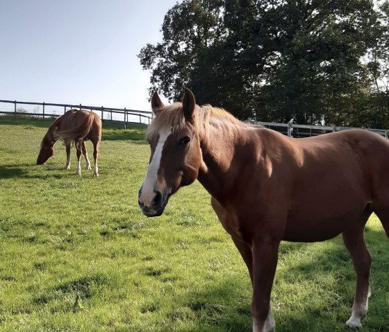 20200921_155011, &copy; Annette Rosen-Roevenich & Nordeifel Tourismus GmbH