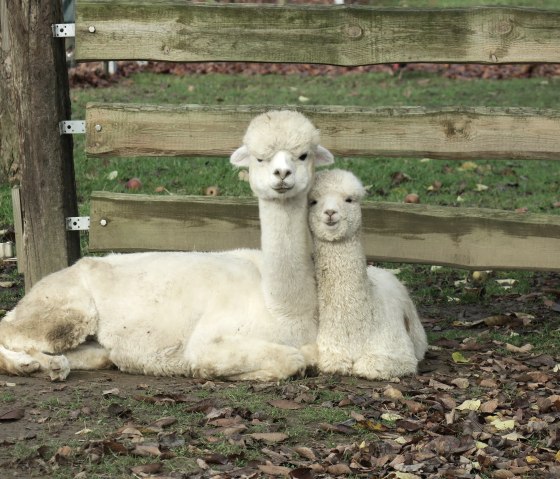 Alpaka liegend, &copy; Alpaka Kleinfrankreich