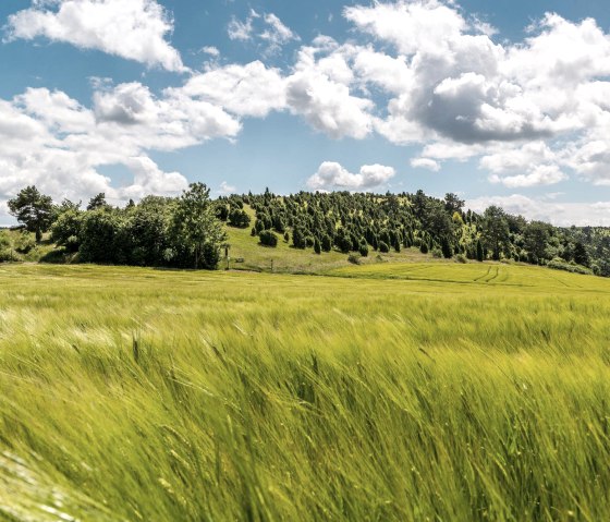 Blick zum kalvarienberg mit Wacholderheiden, &copy; Foto Achim Meurer