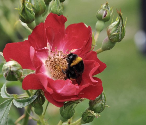 Biene, &copy; Nordeifel Tourismus GmbH & Das sportliche B&B