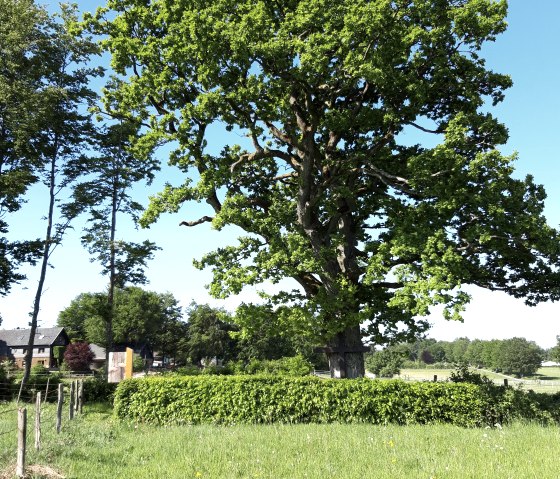 Distant view of the Theissbaum rest area (c) Rureifel Tourismus_BFR, &copy; Rureifel Tourismus GmbH, Barbara Frohnhoff