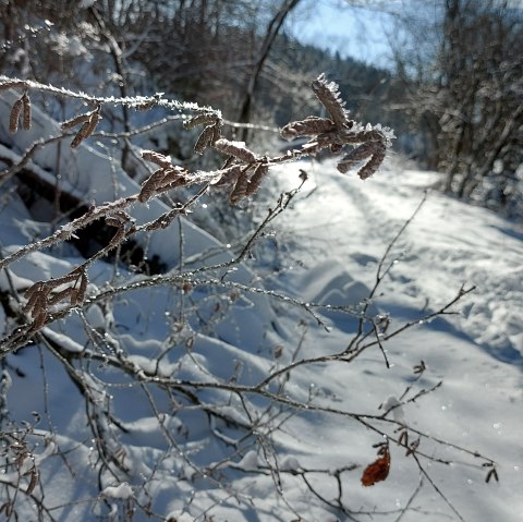 Winter Detail (co) Theißen-Braun