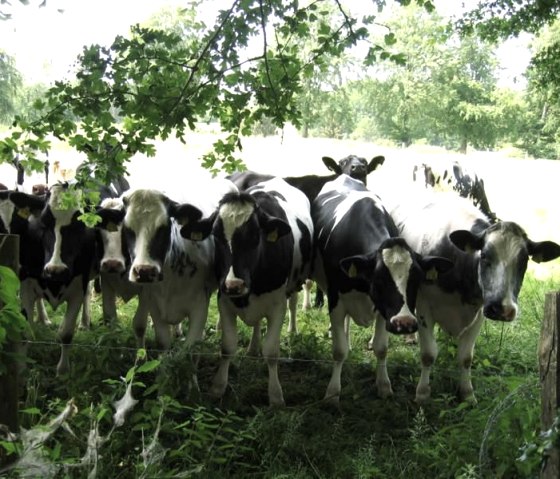 Neugierde, &copy; Ferienwohnung Buch uns