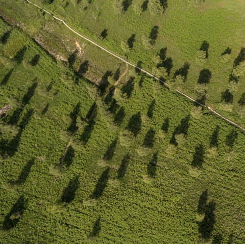Luftaufnahme eines gr&uuml;nen H&uuml;gels mit verstreuten B&auml;umen und einem Pfad., &copy; Eifel Tourismus GmbH, D. Ketz