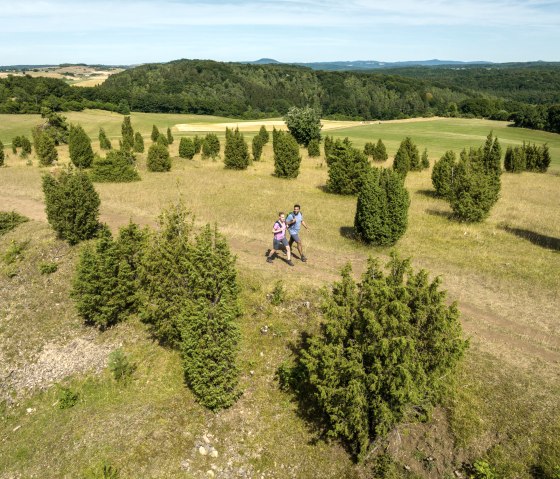 Zwei Wanderer gehen auf einem Pfad durch eine hügelige Landschaft mit Wacholderbüschen. Im Hintergrund sind Wälder und Felder zu sehen., © Eifel Tourismus GmbH, Dominik Ketz