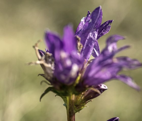Nahaufnahme einer lila Blume mit unscharfem, grünlichem Hintergrund. Die Blütenblätter sind detailliert und lebendig., © Eifel Tourismus, Dominik Ketz