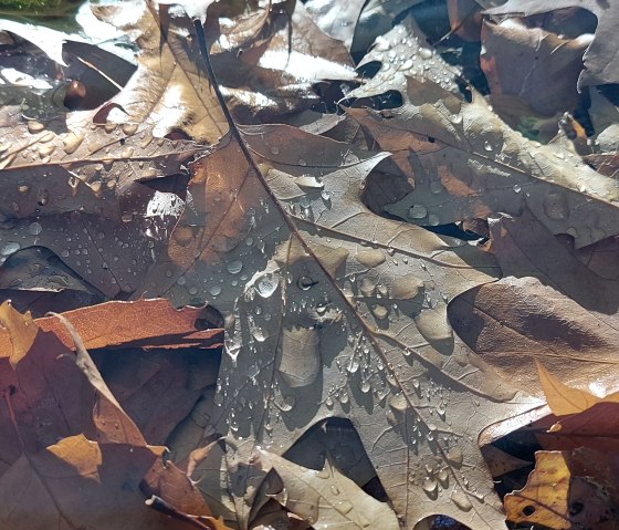 Herbstblätter Detail (co) Theißen-Braun