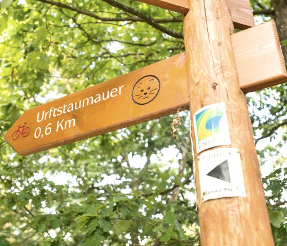 Die Wildkatze weist den Weg auf dem Wildnis-Trail, &copy; Eifel Tourismus GmbH, Dominik Ketz