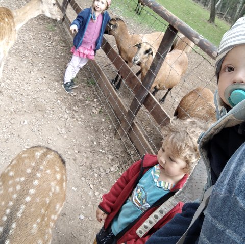 Hochwildpark Kommern, © Lena Poth