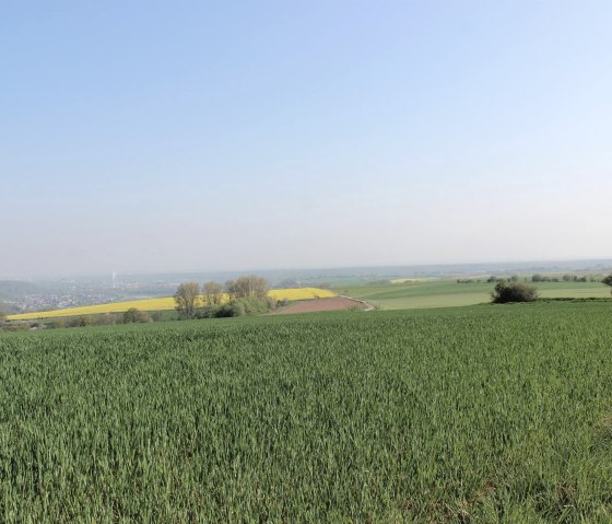Weitblick in die B&ouml;rde, &copy; Rureifel-Tourimus e.V.