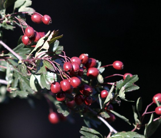 Dreiborner Hochfl&auml;che, &copy; AVES-Ostkantone