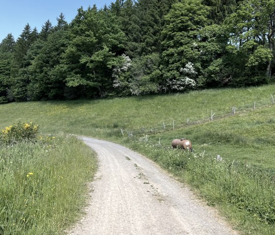 53_Trevvel route, &copy; Rursee-Touristik GmbH