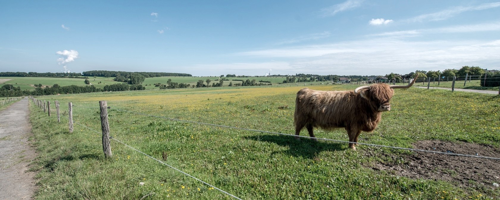 Scottish Highland cattle, © some.oner
