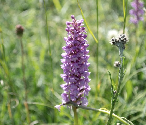 A close-up of a purple flower in a green meadow, surrounded by grasses and other plants., © Nordeifel Tourismus GmbH