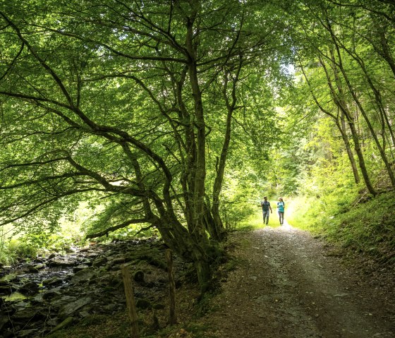 Hiking trail through dense deciduous forest, &copy; Eifel Tourismus GmbH, Dominik Ketz