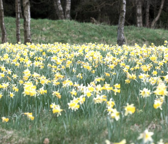 Narzissen, &copy; Juliane Paustenbach
