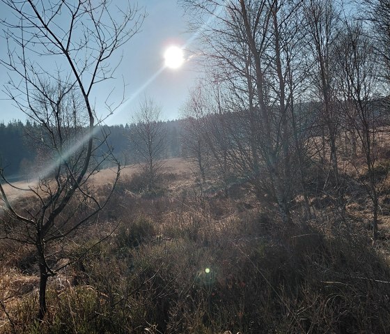 Das Hohe Venn- in der N&auml;he des Hotel gelegen