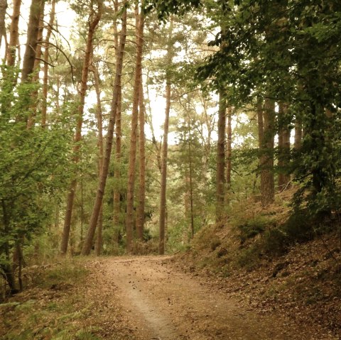 Wald in D&auml;mmerung, &copy; Eifel heimisch