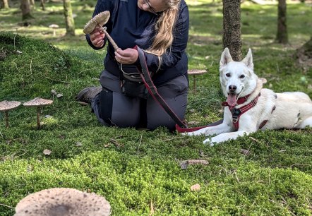 Pilztour mit Hund im Wald, © Sandra Noßmann