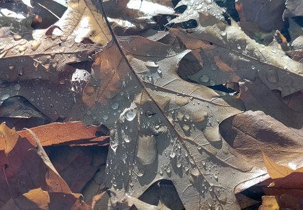 Herbstblätter Detail (co) Theißen-Braun