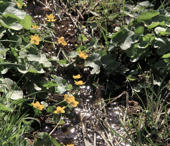 Brommersbach, &copy; Gemeinde Simmerath J. Jehnen