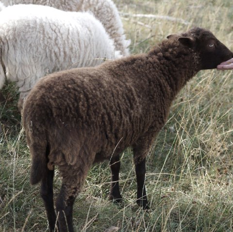 Tierische Begegnung, &copy; @Dr. Axe-Stiftung