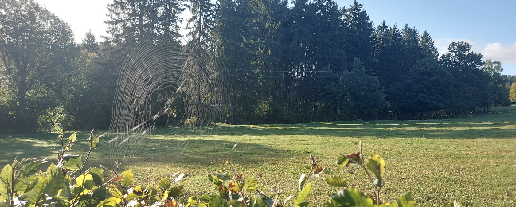Spinnweben Altweibersommer Lammersdorf September (